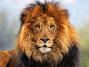 Король лев фото